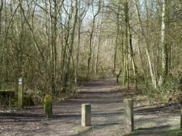 Waymarked path through silver birch woodland in Beacon Wood Country Park, Bean