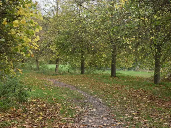 Grass path under a line of trees in Camer Country Park, Meopham
