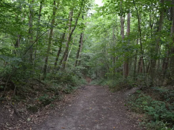 Earth footpath between coppiced trees in Chalk Wood, south of Joyden's Wood