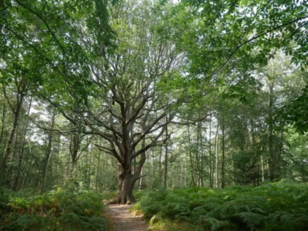 Spreading old oak beside a path through Joyden's Wood