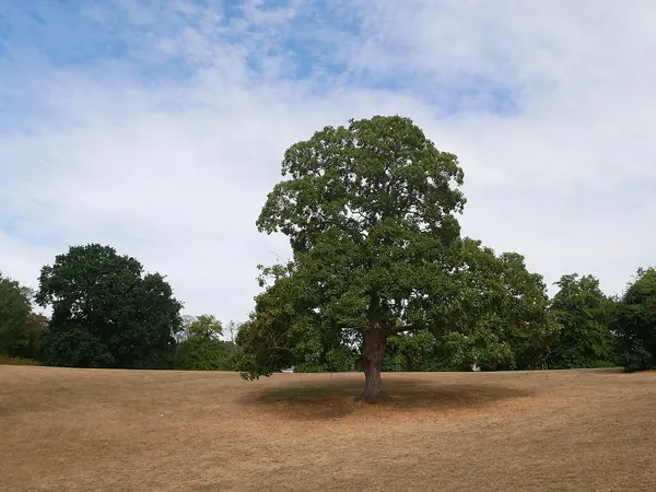 Mature oak standing alone on the open grass of Shenstone Park, Crayford