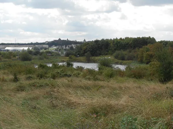 Rough grassland and scrub across Swanscombe Marshes on the peninsula