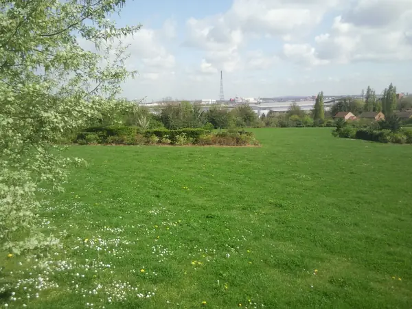 Open grass and young trees in Worcester Park, Stone, looking north towards the Thames